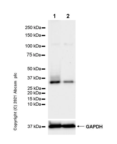 Western blot - Anti-DIMT1L antibody [EPR24385-100] - BSA and Azide free (AB282282)