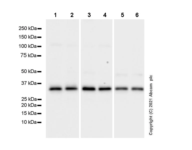Western blot - Anti-DIMT1L antibody [EPR24385-100] - BSA and Azide free (AB282282)