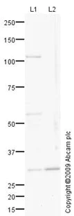 Western blot - Anti-DIO2 antibody (AB77779)