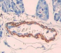 Immunohistochemistry (Formalin/PFA-fixed paraffin-embedded sections) - Anti-Dio3 antibody (AB233035)