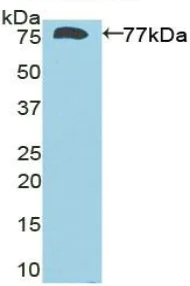 Western blot - Anti-Dio3 antibody (AB233035)