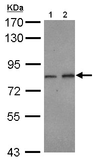 Western blot - Anti-DIP13B/APPL2 antibody (AB154661), expandable thumbnail
