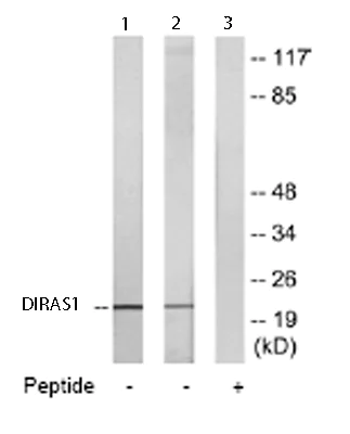 Western blot - Anti-DIRAS1 antibody (AB65139)