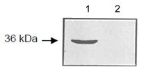 Western blot - Anti-dis2 antibody (AB122909)