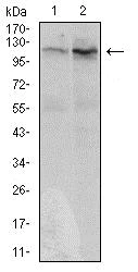 Western blot - Anti-DIS3L2 antibody [6C7B2] (AB181743)