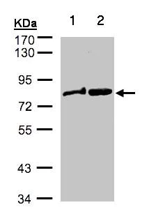 Western blot - Anti-Dishevelled 2 antibody (AB137528)