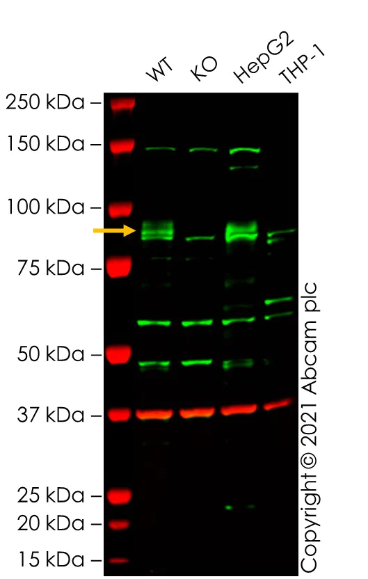 Western blot - Anti-Dishevelled 2 antibody (AB228804)