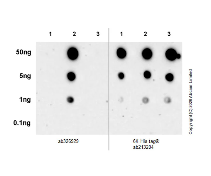 Dot Blot - Anti-Dishevelled 2 antibody [EPR30298-73] (AB326929)