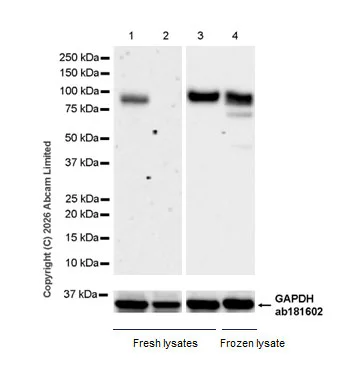 Western blot - Anti-Dishevelled 2 antibody [EPR30298-73] (AB326929)