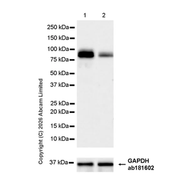 Western blot - Anti-Dishevelled 2 antibody [EPR30298-73] (AB326929)
