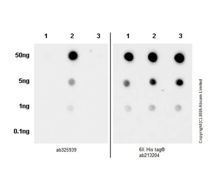 Dot Blot - Anti-Dishevelled 2 antibody [EPR30298-74] - BSA and Azide free (AB325945)