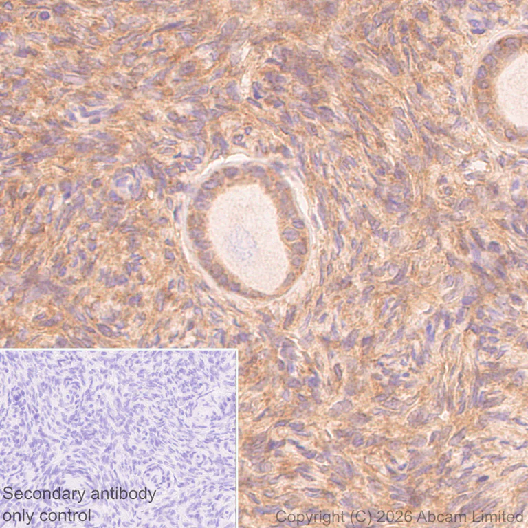 Immunohistochemistry (Formalin/PFA-fixed paraffin-embedded sections) - Anti-Dishevelled 2 antibody [EPR30298-74] - BSA and Azide free (AB325945)