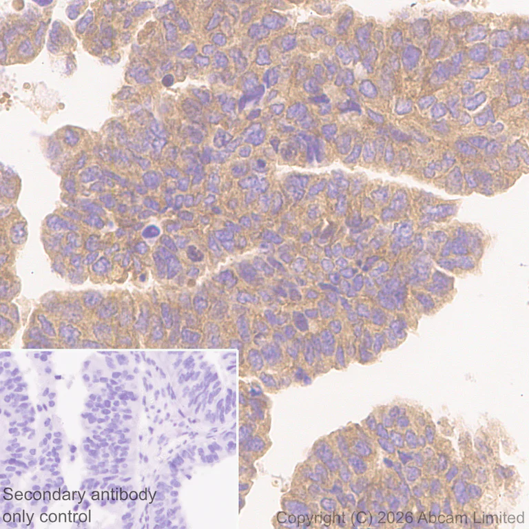 Immunohistochemistry (Formalin/PFA-fixed paraffin-embedded sections) - Anti-Dishevelled 2 antibody [EPR30298-74] - BSA and Azide free (AB325945)
