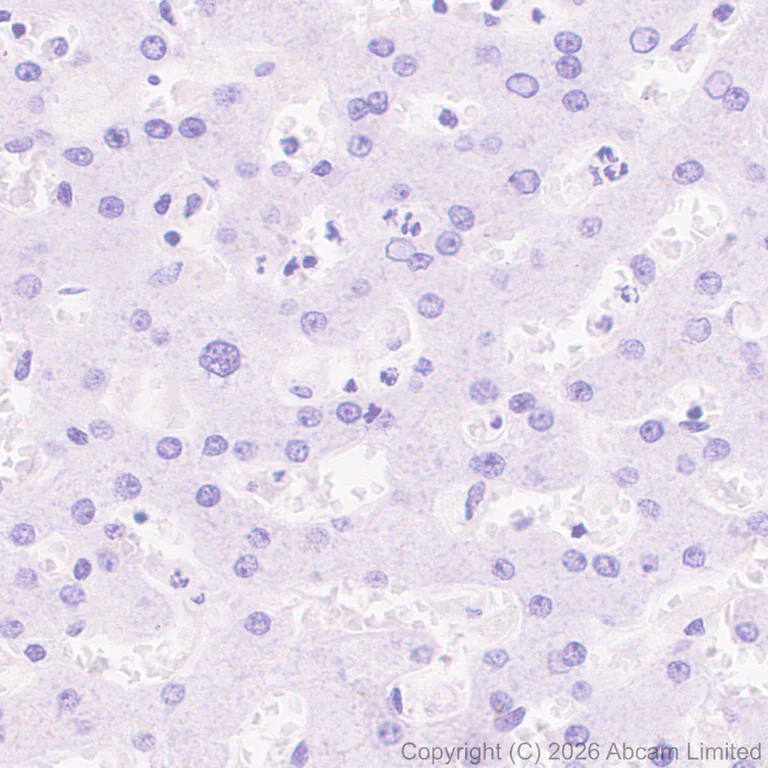 Immunohistochemistry (Formalin/PFA-fixed paraffin-embedded sections) - Anti-Dishevelled 2 antibody [EPR30298-74] - BSA and Azide free (AB325945)