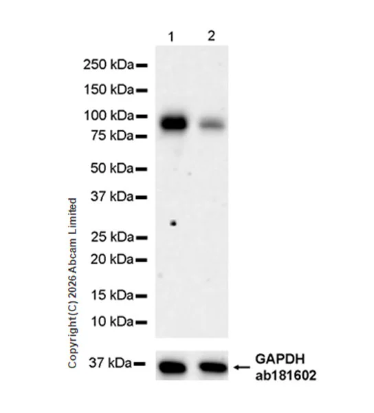 Western blot - Anti-Dishevelled 2 antibody [EPR30298-74] - BSA and Azide free (AB325945)
