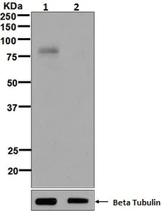 Western blot - Anti-Dishevelled 2 (phospho S143) antibody [EPNCIR145] (AB124933)