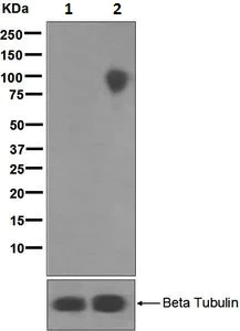 Western blot - Anti-Dishevelled 2 (phospho T224) antibody [EPNCIR146] (AB124941)
