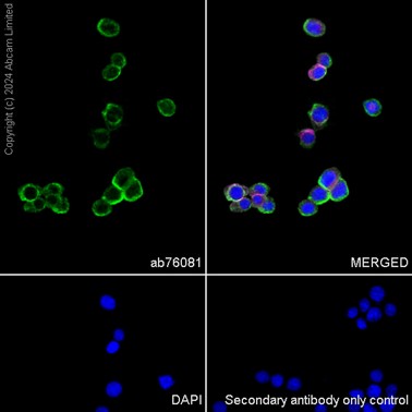 Immunocytochemistry/ Immunofluorescence - Anti-Dishevelled 3 antibody [EP1991Y] - BSA and Azide free (AB284737), expandable thumbnail