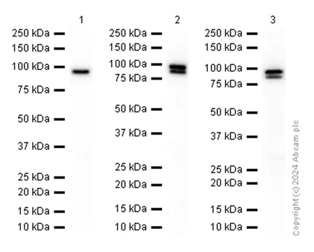 Western blot - Anti-Dishevelled 3 antibody [EP1991Y] - BSA and Azide free (AB284737)