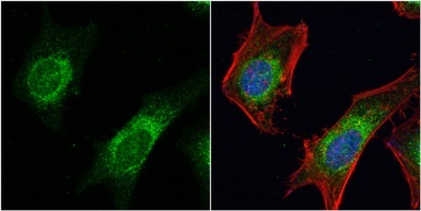 Immunocytochemistry/ Immunofluorescence - Anti-Dishevelled 3 antibody - N-terminal (AB152161)