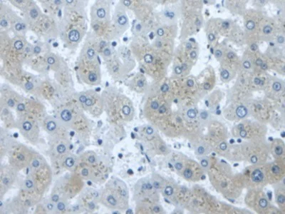 Immunohistochemistry (Formalin/PFA-fixed paraffin-embedded sections) - Anti-Dishevelled / Dvl1 antibody (AB233003)