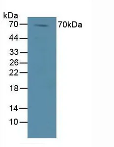 Western blot - Anti-Dishevelled / Dvl1 antibody (AB233003)