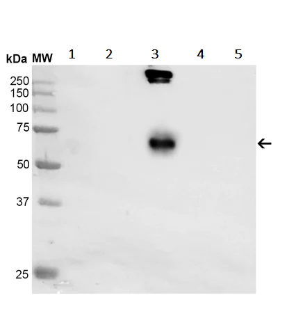 Western blot - Anti-Dityrosine antibody [10A6] (AB243067)