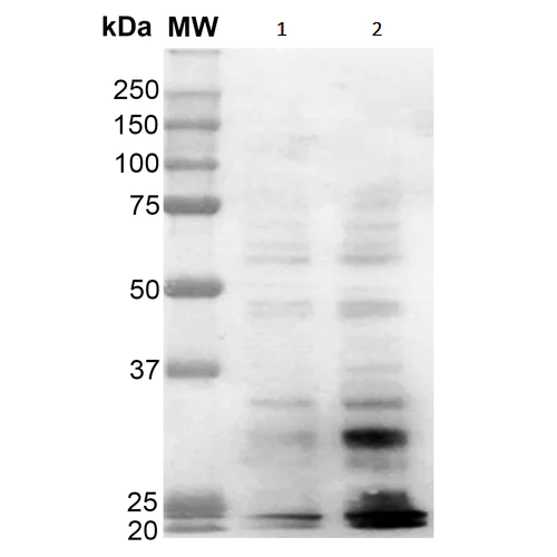Western blot - Anti-Dityrosine antibody [10A6] (AB243067)