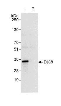 Immunoprecipitation - Anti-DjC8 antibody (AB86138)