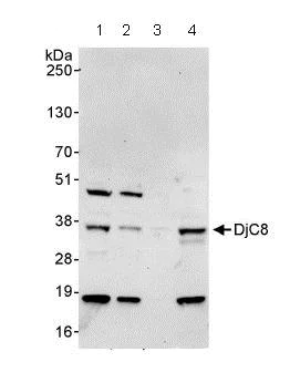 Western blot - Anti-DjC8 antibody (AB86138)