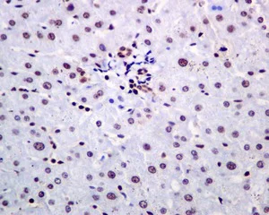 Immunohistochemistry (Formalin/PFA-fixed paraffin-embedded sections) - Anti-DjC8 antibody [EPR9069] - BSA and Azide free (AB248853)