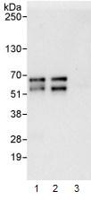 Immunoprecipitation - Anti-DKC1/Dyskerin antibody (AB93777)