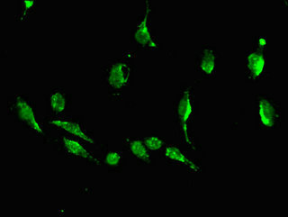 Immunocytochemistry/ Immunofluorescence - Anti-DKK1 antibody (AB235990), expandable thumbnail