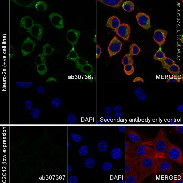 Immunocytochemistry/ Immunofluorescence - Anti-DKK1 antibody [EPR26160-102] (AB307367)