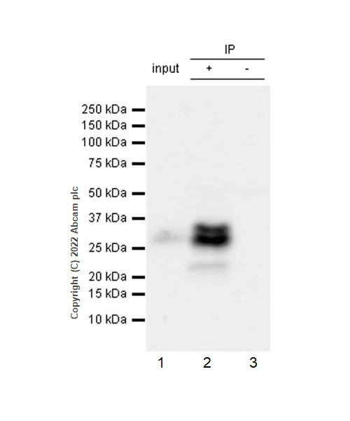 Immunoprecipitation - Anti-DKK1 antibody [EPR26160-102] (AB307367)