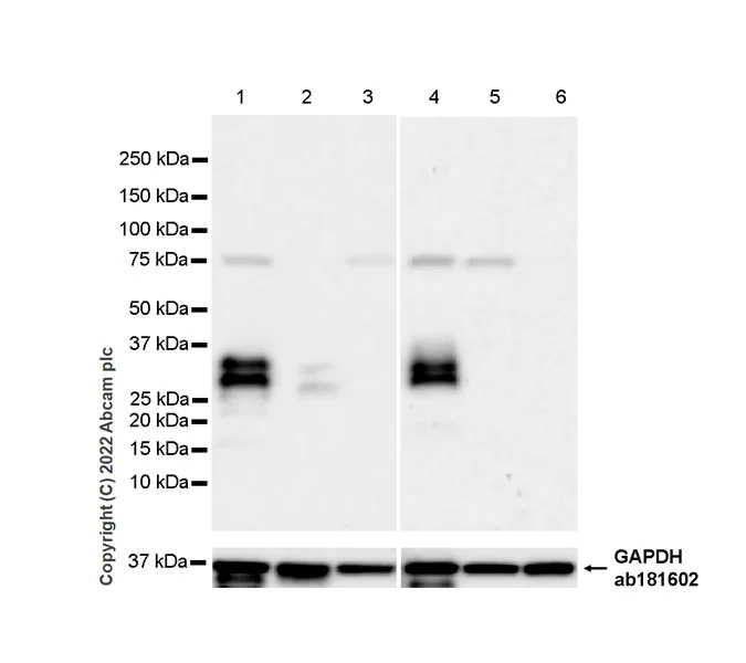 Western blot - Anti-DKK1 antibody [EPR26160-102] (AB307367)