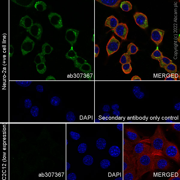 Immunocytochemistry/ Immunofluorescence - Anti-DKK1 antibody [EPR26160-102] - BSA and Azide free (AB307368), expandable thumbnail