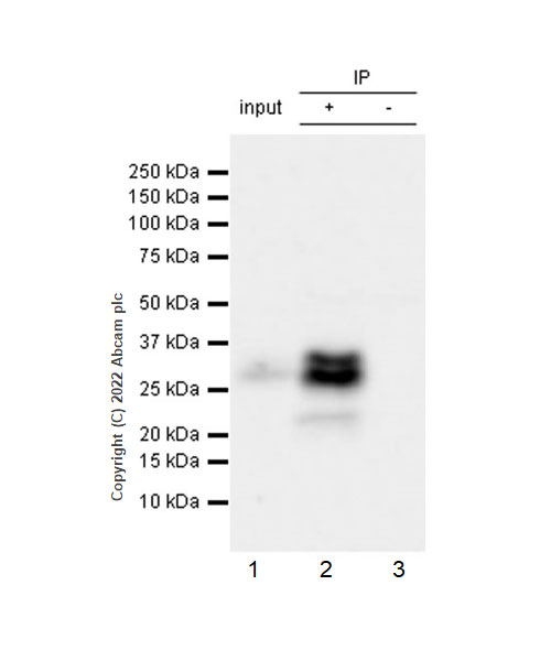 Immunoprecipitation - Anti-DKK1 antibody [EPR26160-102] - BSA and Azide free (AB307368), expandable thumbnail