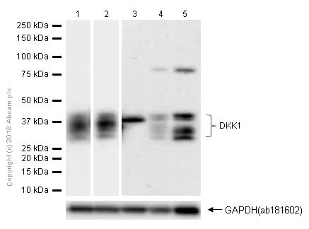 Western blot - Anti-DKK1 antibody [EPR4759] (AB109416)