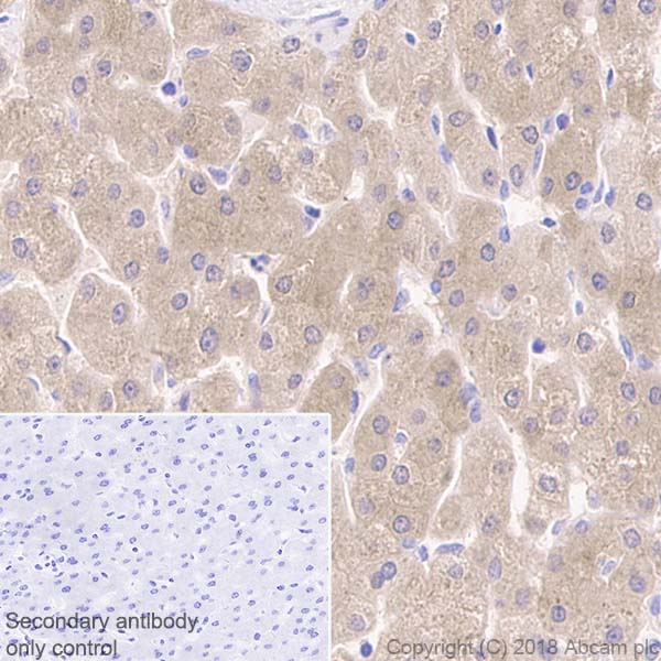 Immunohistochemistry (Formalin/PFA-fixed paraffin-embedded sections) - Anti-DKK1 antibody [EPR4759] - Low endotoxin, Azide free (AB221779), expandable thumbnail