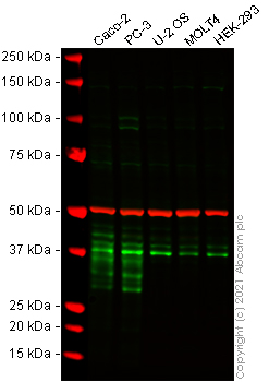 Western blot - Anti-DKK1 antibody [EPR4759] - Low endotoxin, Azide free (AB221779), expandable thumbnail