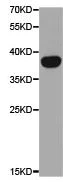 Western blot - Anti-Dkk3 antibody (AB187532)