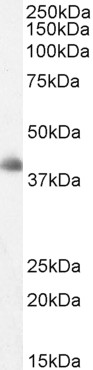 Western blot - Anti-Dkk3 antibody (AB2459)