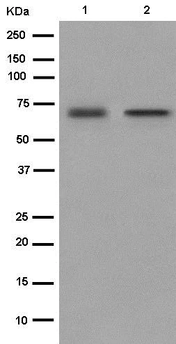 Western blot - Anti-Dkk3 antibody [EPR15611] (AB186409)