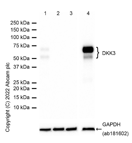 Western blot - Anti-Dkk3 antibody [EPR15611] (AB186409)