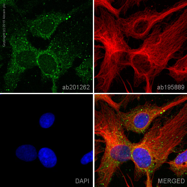Immunocytochemistry/ Immunofluorescence - Anti-Dkk3 antibody [EPR15611] - BSA and Azide free (AB232657)