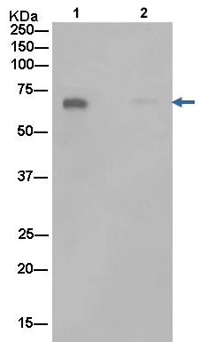 Immunoprecipitation - Anti-Dkk3 antibody [EPR15611] - BSA and Azide free (AB232657)