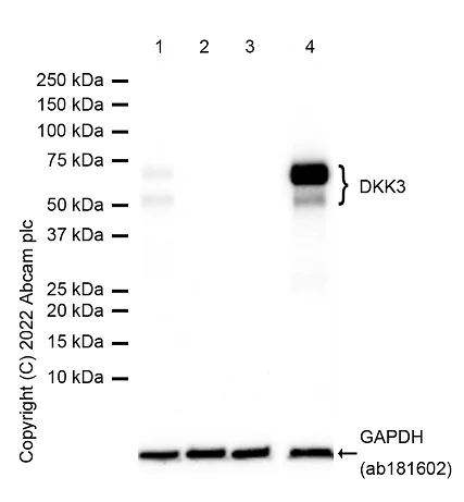 Western blot - Anti-Dkk3 antibody [EPR15611] - BSA and Azide free (AB232657)