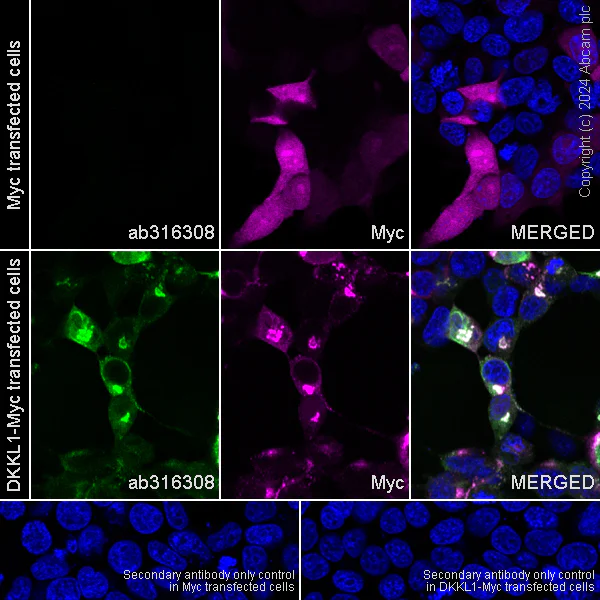 Immunocytochemistry/ Immunofluorescence - Anti-DKKL1 antibody [EPR25721-68] (AB316308)