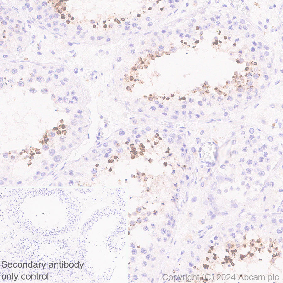 Immunohistochemistry (Formalin/PFA-fixed paraffin-embedded sections) - Anti-DKKL1 antibody [EPR25721-68] (ab316308), expandable thumbnail